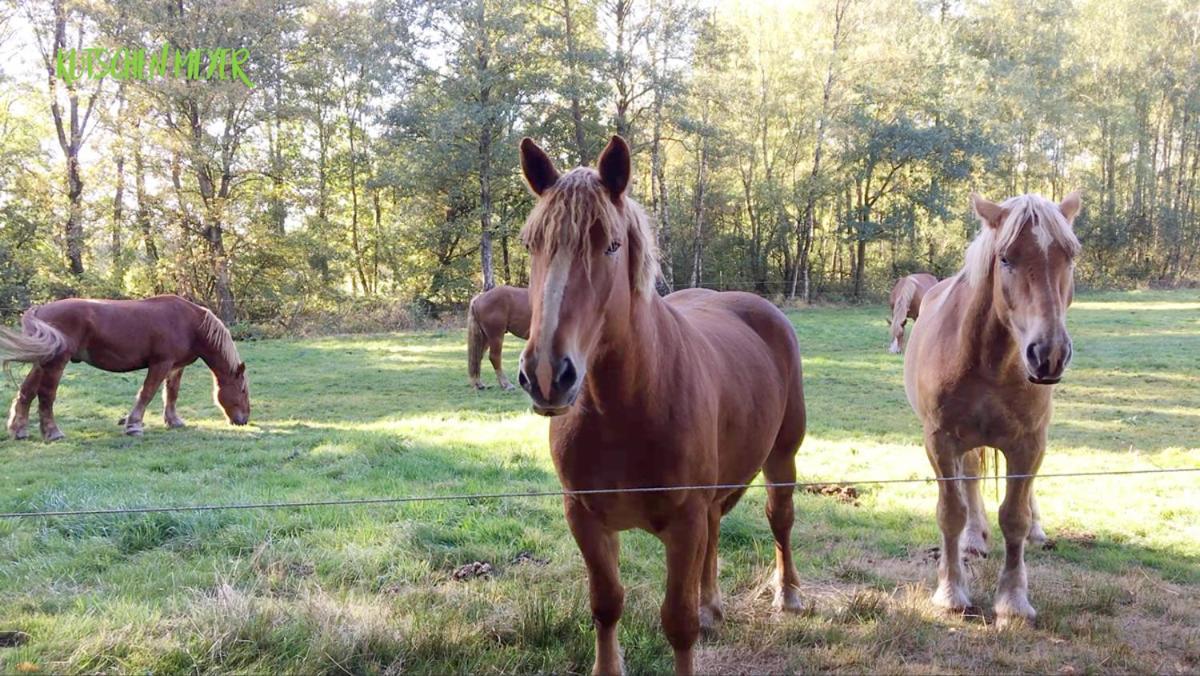 Ferienhaus Kutschenmeyer Schneverdingen Eksteriør billede